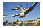 Seagulls over the city of Zurich, Switzerland by Anonymous