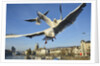 Seagulls over the city of Zurich, Switzerland by Anonymous