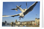 Seagulls over the city of Zurich, Switzerland by Anonymous