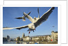 Seagulls over the city of Zurich, Switzerland by Anonymous