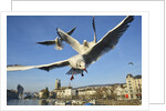 Seagulls over the city of Zurich, Switzerland by Anonymous