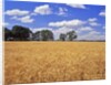 Wheat field and oak trees by Anonymous
