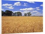 Wheat field and oak trees by Anonymous