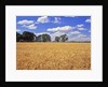 Wheat field and oak trees by Anonymous