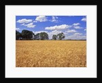 Wheat field and oak trees by Anonymous