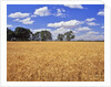 Wheat field and oak trees by Anonymous