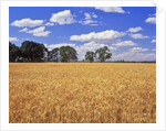 Wheat field and oak trees by Anonymous