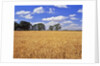 Wheat field and oak trees by Anonymous