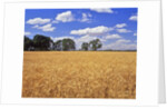 Wheat field and oak trees by Anonymous