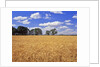 Wheat field and oak trees by Anonymous