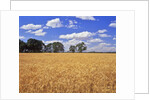 Wheat field and oak trees by Anonymous