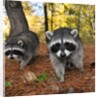Curious raccoons by Anonymous