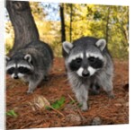Curious raccoons by Anonymous