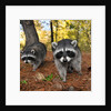 Curious raccoons by Anonymous