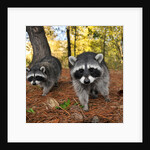 Curious raccoons by Anonymous