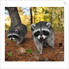 Curious raccoons by Anonymous