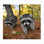 Curious raccoons by Anonymous