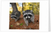 Curious raccoons by Anonymous