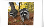 Curious raccoons by Anonymous