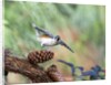 Tufted-Titmouse by Anonymous
