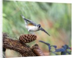 Tufted-Titmouse by Anonymous