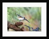 Tufted-Titmouse by Anonymous