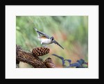 Tufted-Titmouse by Anonymous