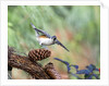 Tufted-Titmouse by Anonymous