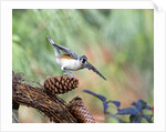 Tufted-Titmouse by Anonymous