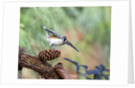 Tufted-Titmouse by Anonymous