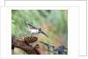 Tufted-Titmouse by Anonymous