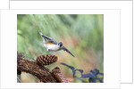 Tufted-Titmouse by Anonymous