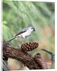 Tufted-Titmouse by Anonymous
