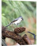 Tufted-Titmouse by Anonymous