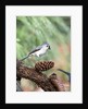 Tufted-Titmouse by Anonymous