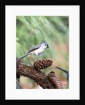 Tufted-Titmouse by Anonymous