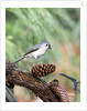 Tufted-Titmouse by Anonymous