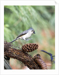 Tufted-Titmouse by Anonymous