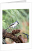 Tufted-Titmouse by Anonymous