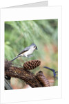 Tufted-Titmouse by Anonymous