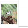 Tufted-Titmouse by Anonymous