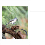Tufted-Titmouse by Anonymous