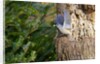 Tufted-Titmouse by Anonymous