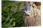Tufted-Titmouse by Anonymous