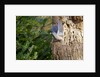 Tufted-Titmouse by Anonymous
