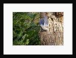 Tufted-Titmouse by Anonymous