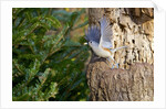 Tufted-Titmouse by Anonymous