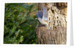 Tufted-Titmouse by Anonymous