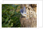 Tufted-Titmouse by Anonymous
