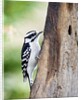 Downy Woodpecker by Anonymous
